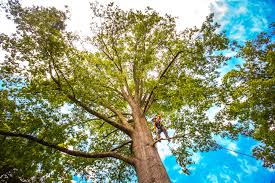 Tree and Shrub Care in East Norwich, NY